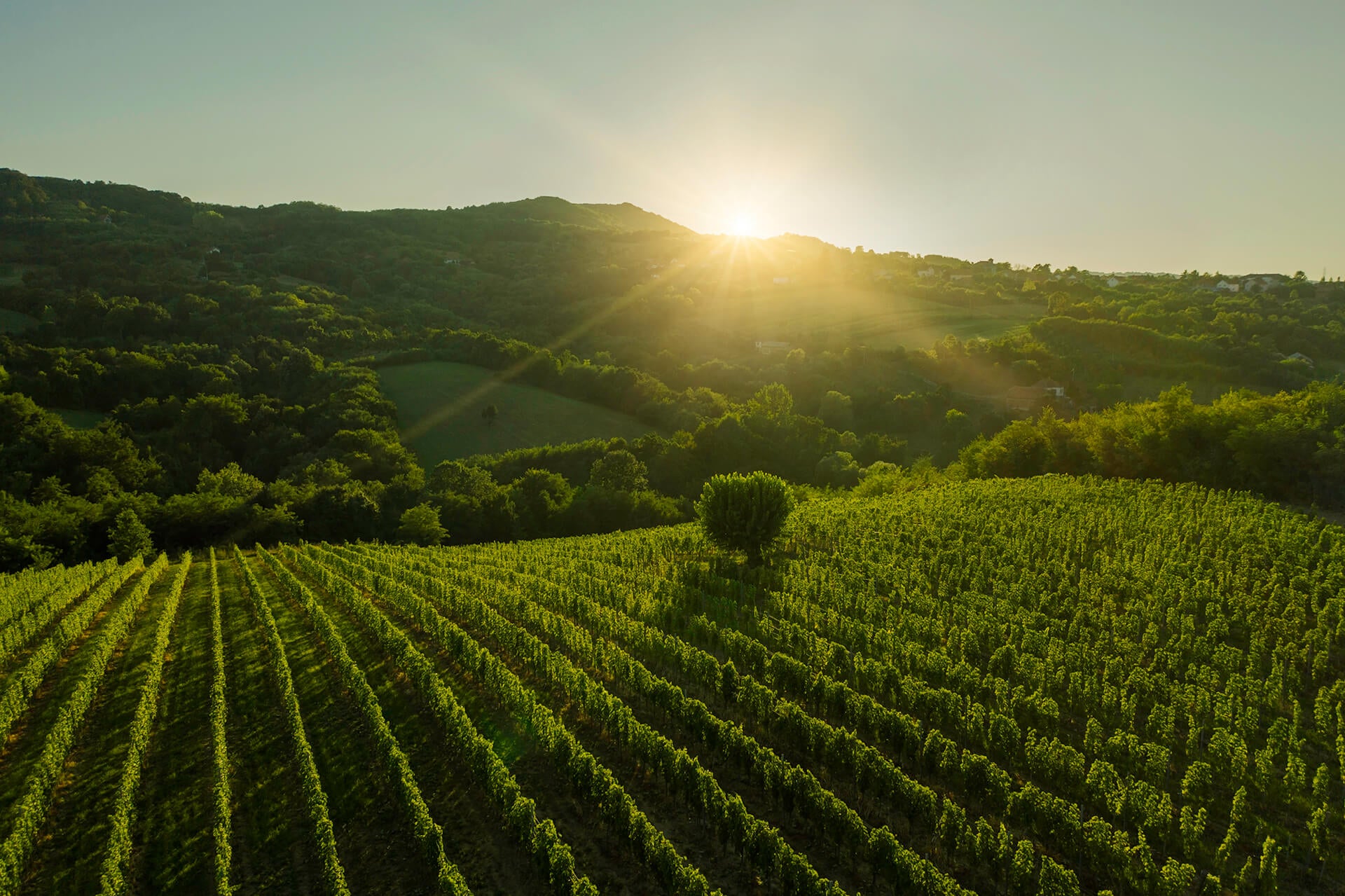 Rebzeilen von Matijašević Vinogradi in der Šumadija