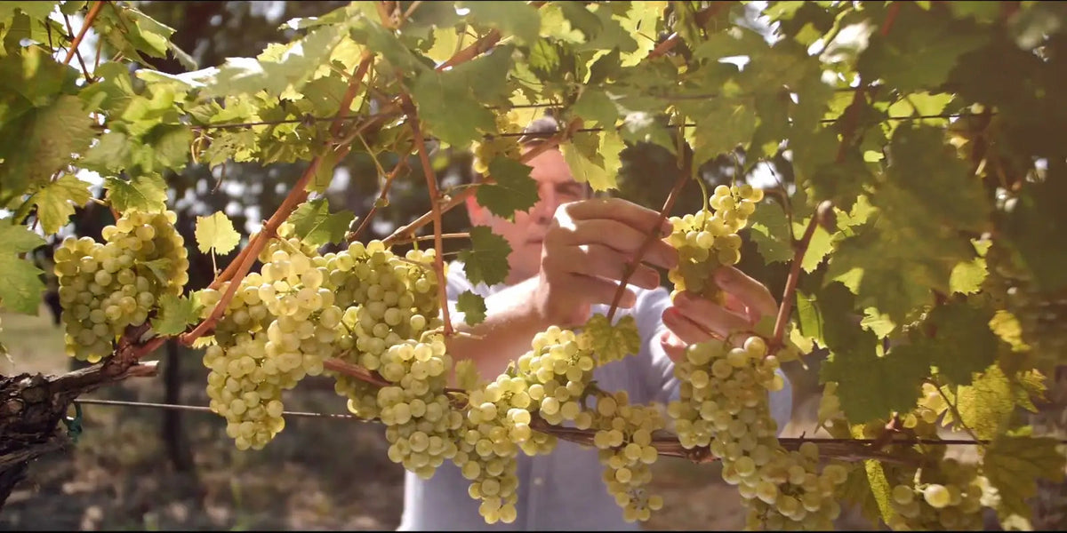 Grape harvest at Kovačević, a still from the winery’s original film.