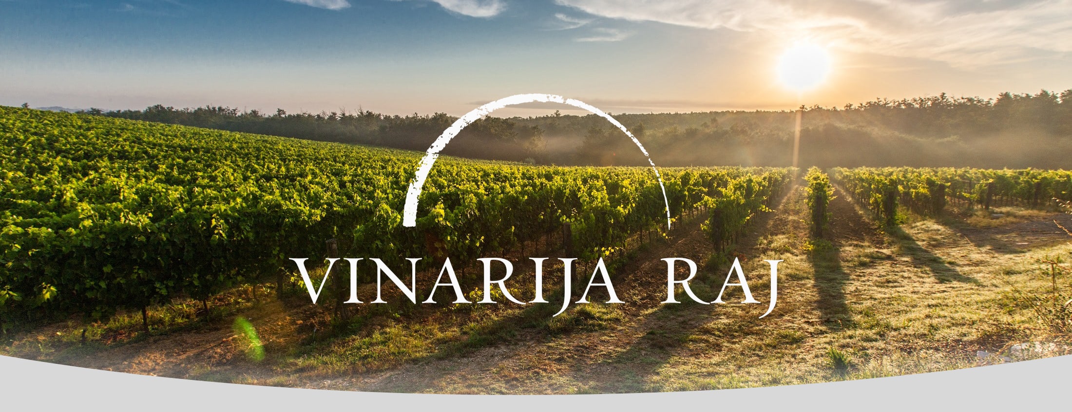Rebberg bei Sonnenaufgang mit dem Markenzeichen Vinarija Raj