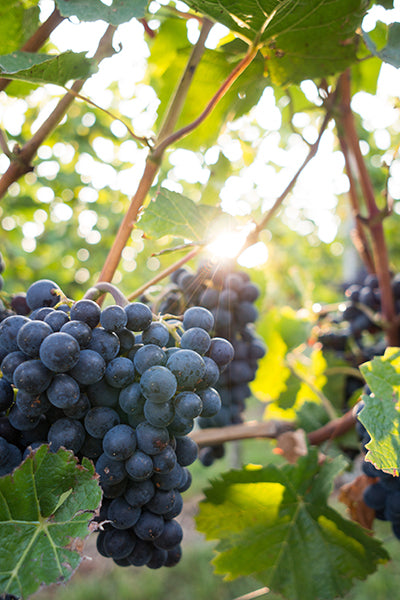 Dunkle Trauben an einem Rebstock im Rebberg von Vinarija Vladimir